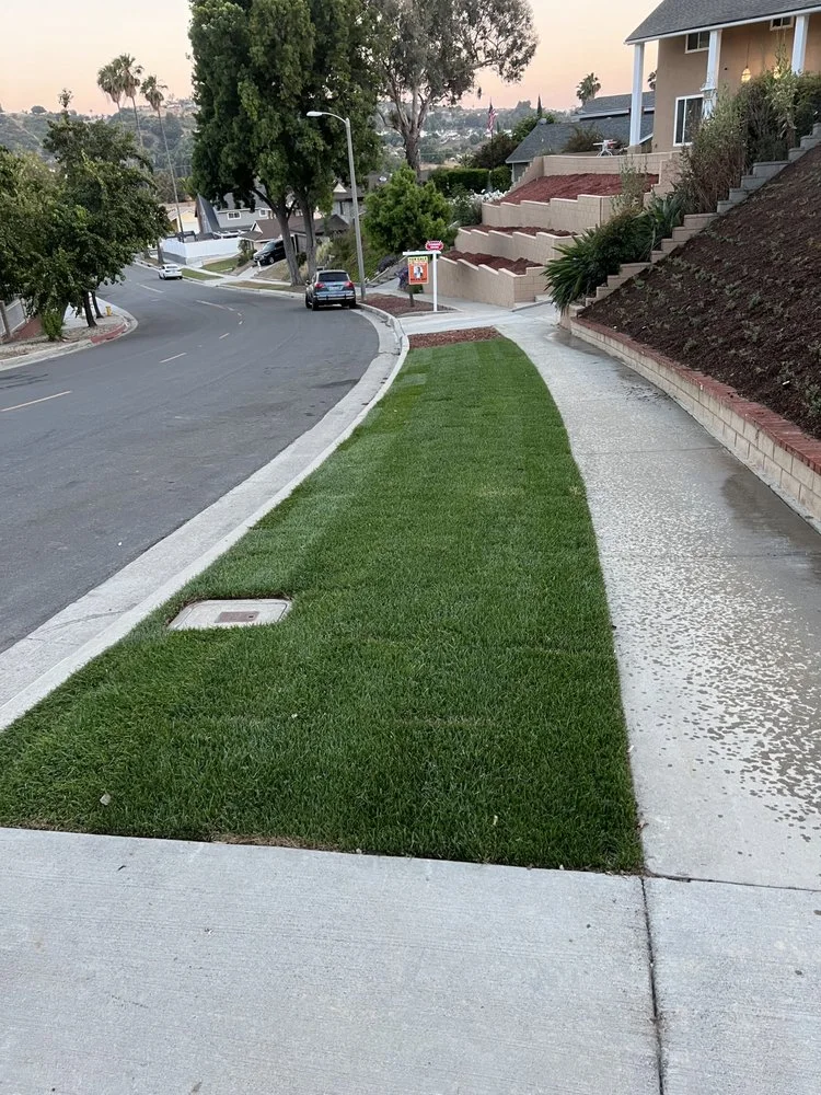 Lawn strip alongside a residential sidewalk